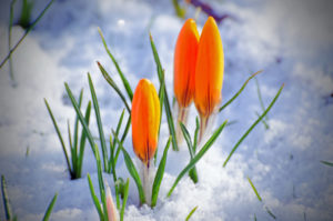 Spring Syllabus Available Now!