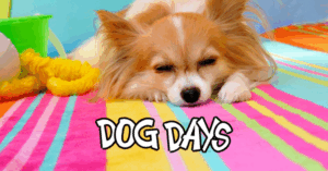 Dog Days of Summer