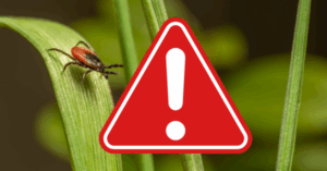 Lyme: The Imitator and Quiet Epidemic of the Northeast