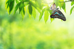 Coming Out of the Cocoon