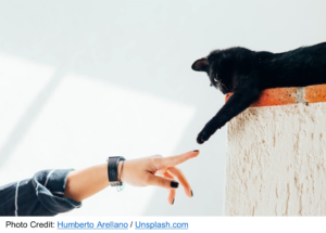 Tap Into The Power of Pets for Adults with Autism