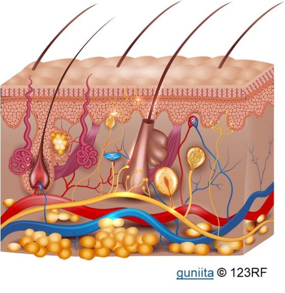 Illustration of the structure of skin