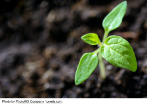 Growing Together Aquaponics Gets Transplanted