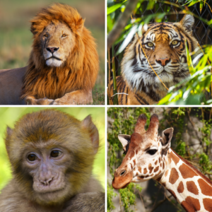 Pittsburgh Zoo:  Sensory Friendly Mornings